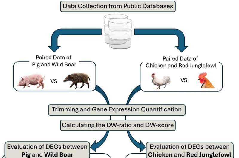 Genetic signatures of domestication identified in pigs, chickens