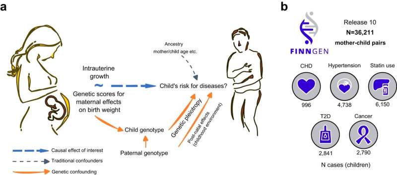 Genetic study clarifies the link between birth weight and adult morbidity