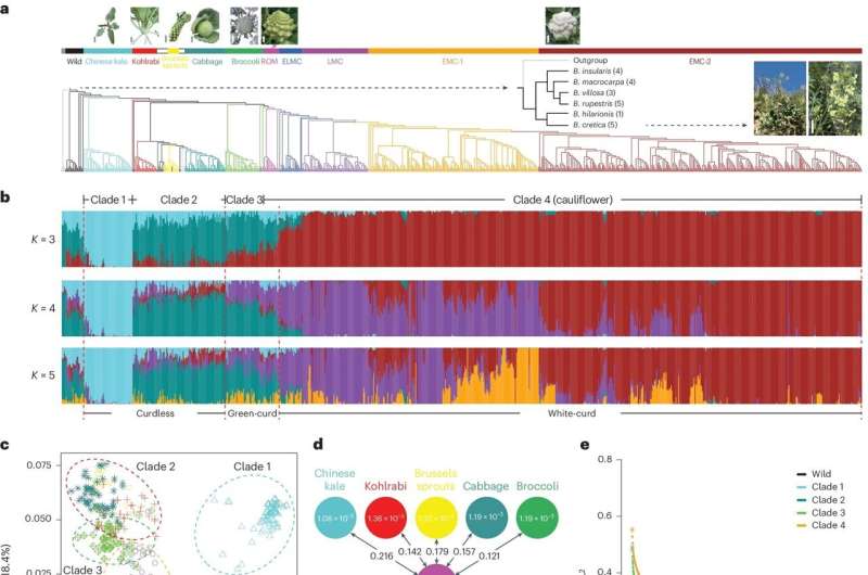 El estudio genético de la coliflor revela su historia evolutiva