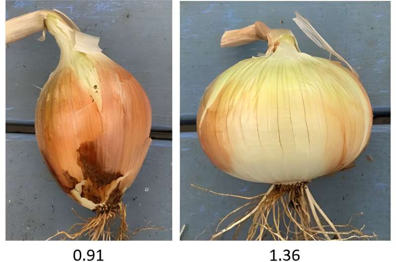 Genetic study uncovers onion bulb shape, size secrets