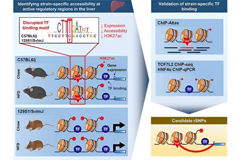 Genetic variation determines the actions of gene regulatory factors