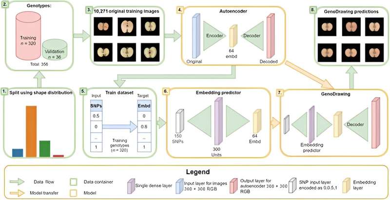 GenoDrawing: pioneering plant phenotyping with autoencoders and SNP markers