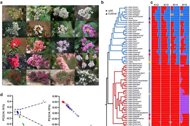 Genome assembly and resequencing analyses provide new insights into the evolution, domestication and ornamental traits of crape myrtle