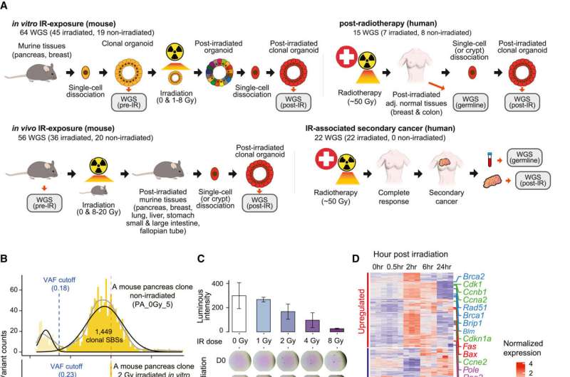 Genome sequencing unveils mutational impacts of radiation on mammalian cells