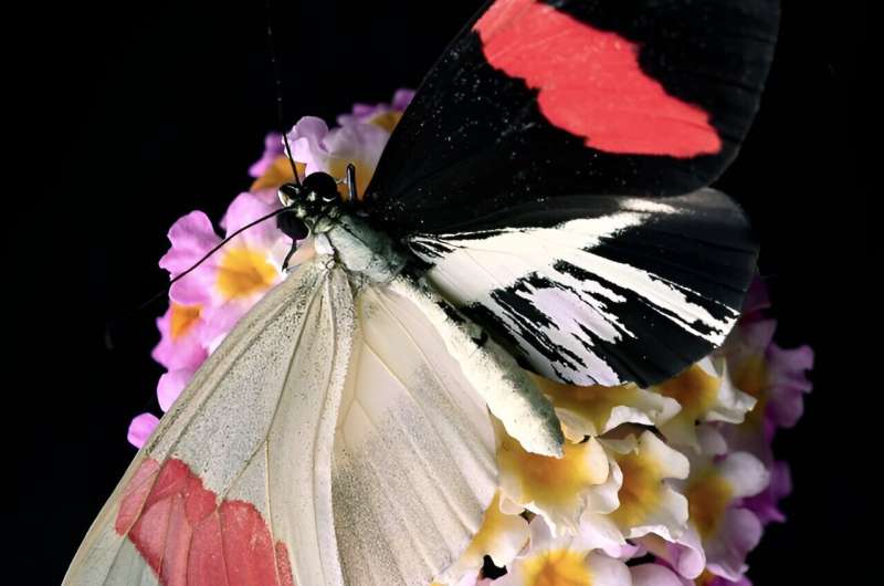 Genomic dark matter solves butterfly evolutionary riddle