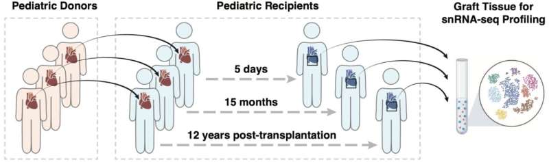 Genomic study sheds light on immune microenvironment in transplanted pediatric hearts