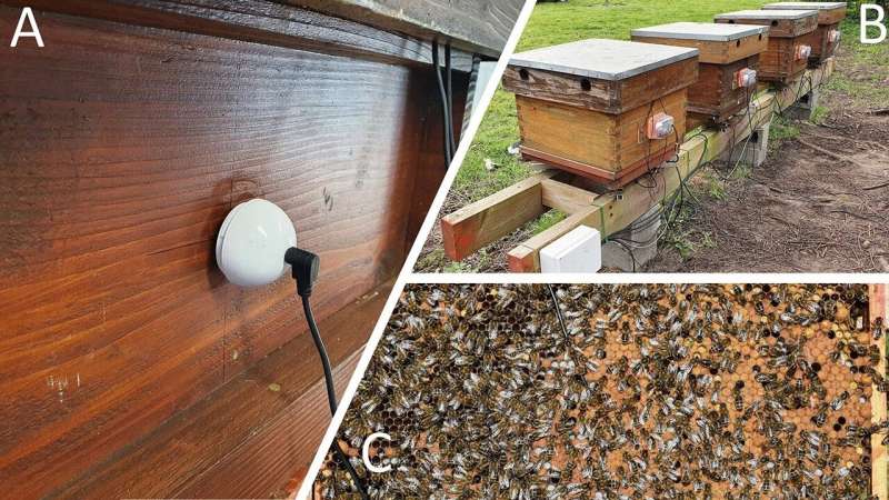 Un suave golpe en la colmena puede revelar la salud de las colonias de abejas, confirma un estudio