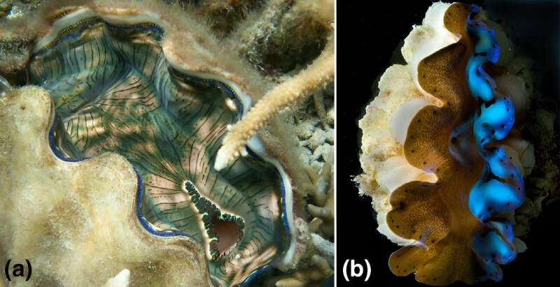 Giant clams may hold the answers to making solar energy more efficient