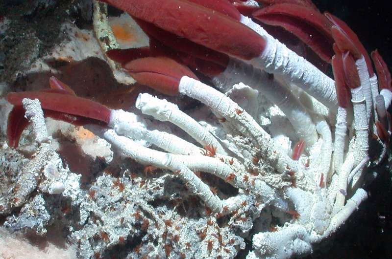 Giant deep-sea vent tubeworm symbionts use two carbon fixation pathways to grow at record speeds