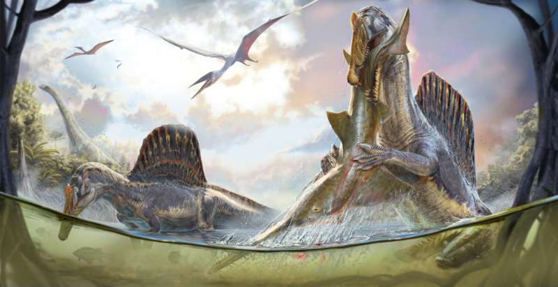 Giant dinosaur was "heron from hell," not a deep diver, says new analysis