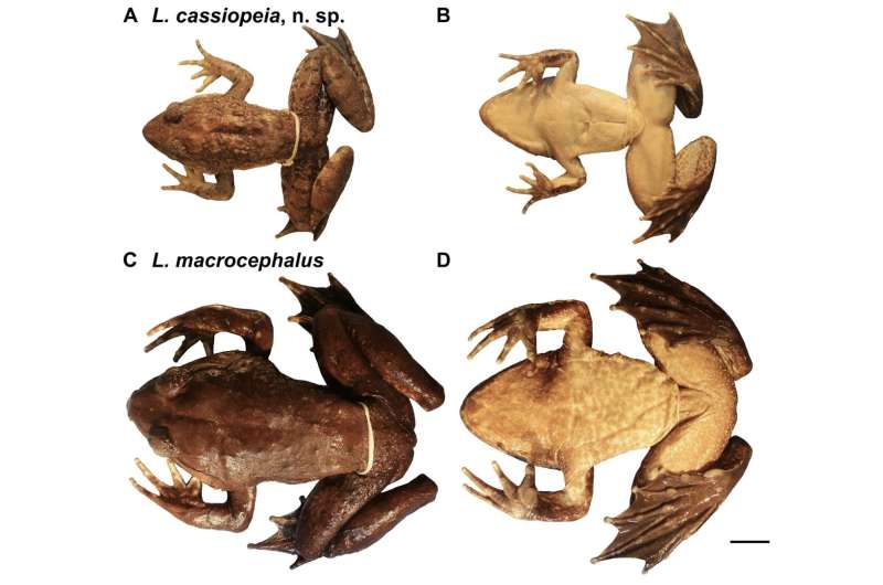 Giant fanged frog went unrecognized in Philippines because it was nearly identical to even larger species