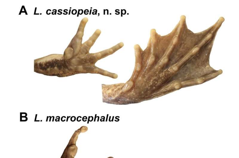 Giant fanged frog went unrecognized in Philippines because it was nearly identical to even larger species