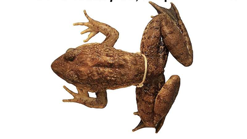 Giant fanged frog went unrecognized in Philippines because it was nearly identical to even larger species