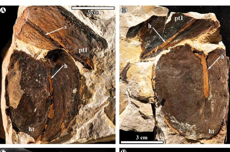 Giant fossil seeds from Borneo record ancient plant migration