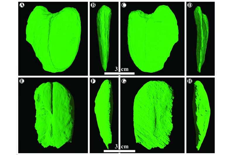 Giant fossil seeds from Borneo record ancient plant migration