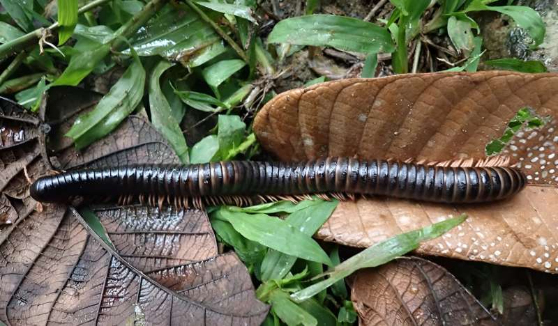 Giant millipede was lost to science for 126 years: It’s just been found in Madagascar