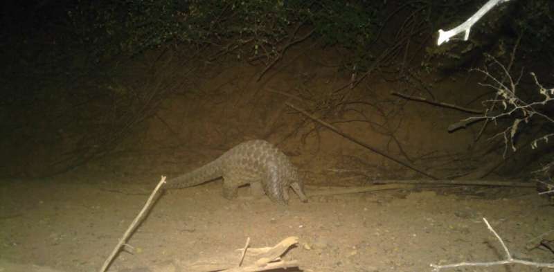 Giant pangolin rediscovered in Senegal
