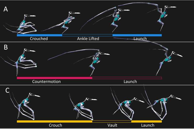Giant prehistoric flying reptile took off using similar method to bats, study finds
