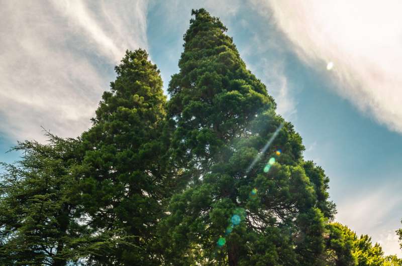 Giant sequoias are a rapidly growing feature of the UK landscape