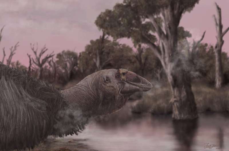 Giant skull of Australian megafauna bird reveals a prehistoric 'giga-goose'