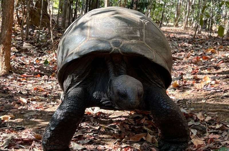 Giant tortoises have returned to Madagascar 600 years after they were wiped out