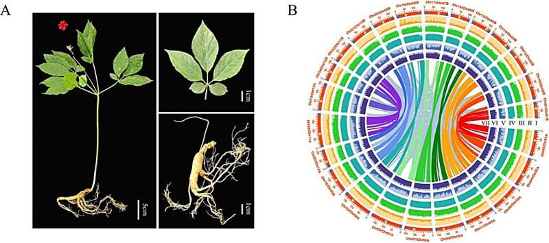 Ginseng's full genome sequenced: unraveling the roots of a medicinal marvel
