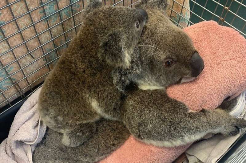 Giving koalas a fair shot at survival