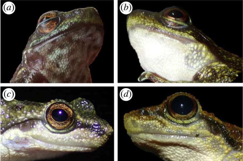 Gland-like tissue in saber-toothed frog lower jaw may be used for communication