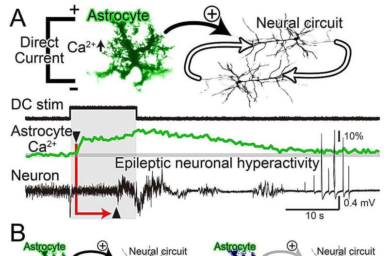 Glial hyper-drive for triggering epileptic seizures