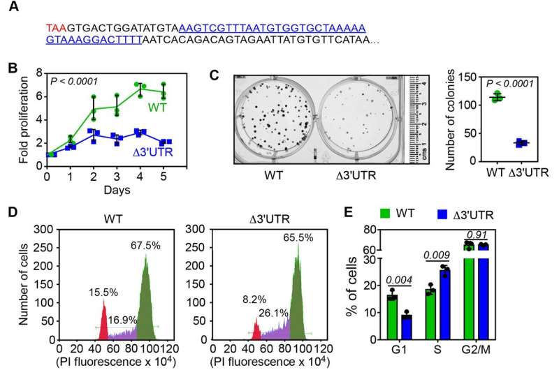 Glitch in protein synthesis could affect tumor growth