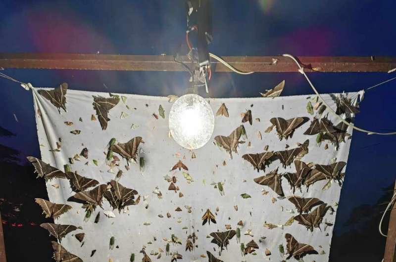 Global study finds there really are more insects out after dark