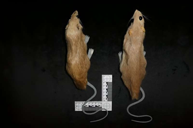 Glow-in-the-dark rats tested