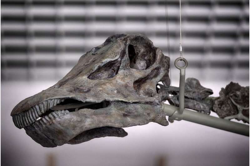 Gnatalie is the only green-boned dinosaur found on the planet. She will be on display in LA