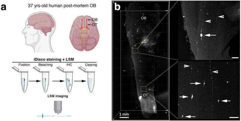 Les neurones GnRH du bulbe olfactif de la souris traduisent les odeurs socialement pertinentes en comportement reproducteur masculin 