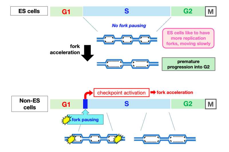 Going slow is better for fast cycling: Study reveals unique replication fork behavior in pluripotent stem cells