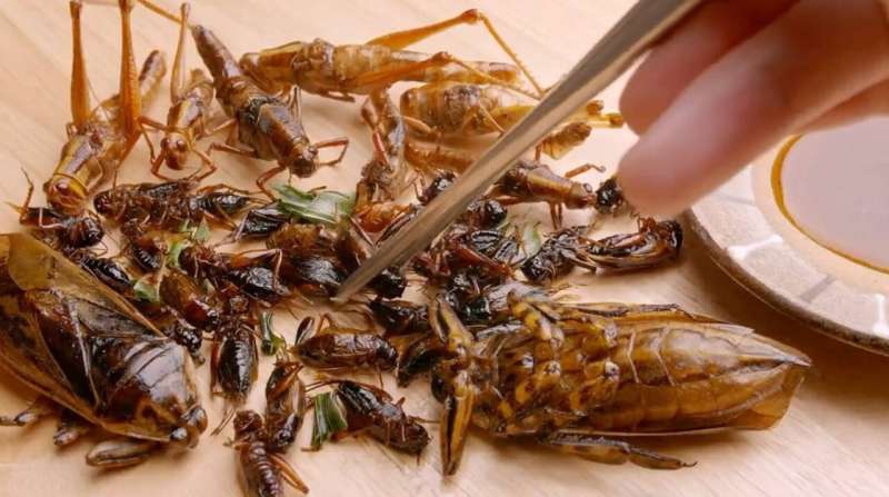 Good grub — why you should consider eating bugs