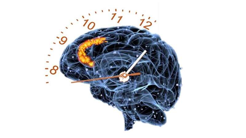 Good timing: UNLV study unravels how our brains track time
