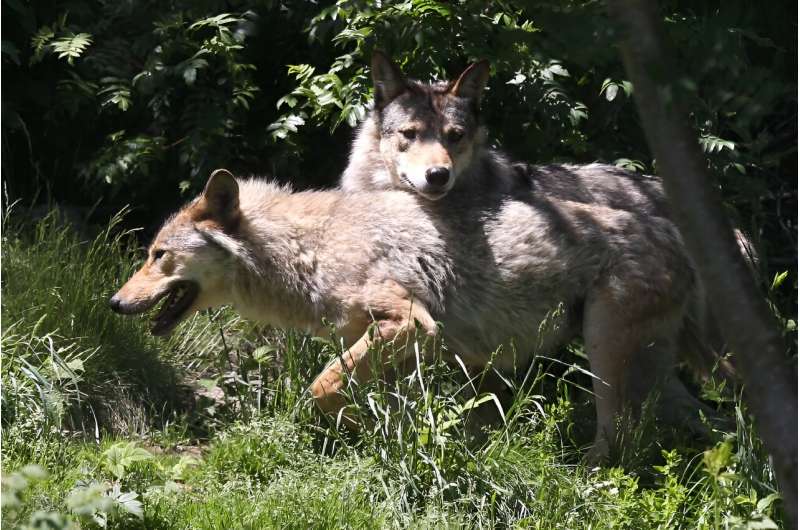 Gray wolves were virtually exterminated in Europe a century ago but now, thanks to conservation efforts, numbers have rebonded