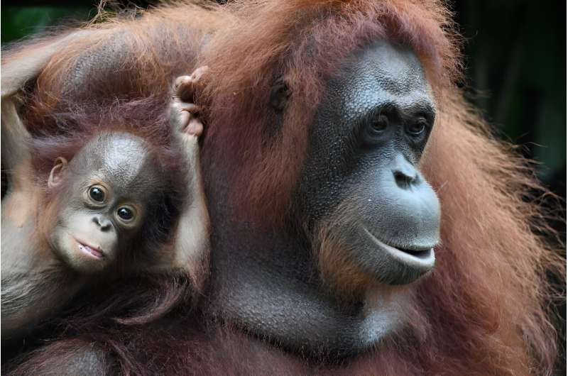 Great apes make great japes: Young orangutans like to tease their elders by pulling their hair, a new study found
