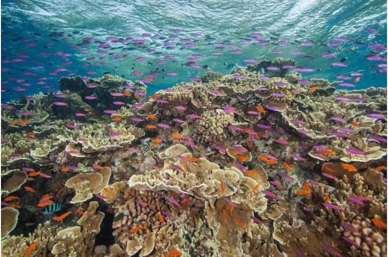 Great Barrier Reef Outlook Report 2024: an ecosystem under pressure