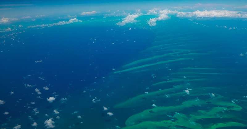 Great white sharks secretly roam through Bahamas