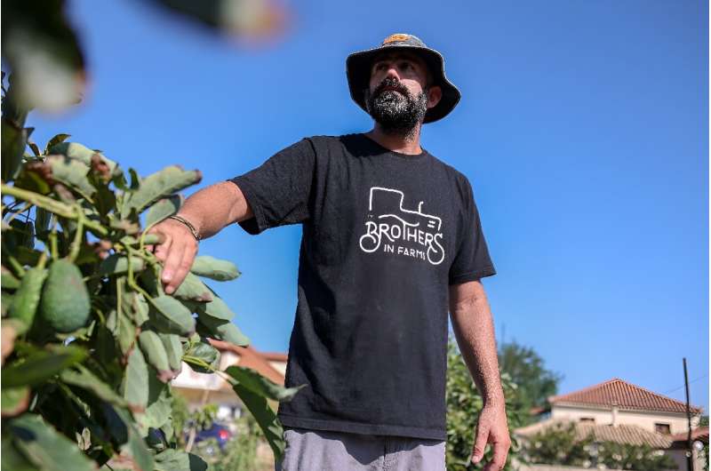 El agricultor griego Panos Adamopoulos también está experimentando con el cultivo de aguacates.