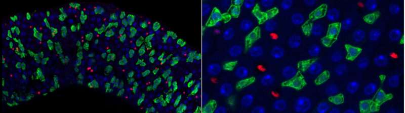 Greek researchers from FORTH, NKUA and Harvard University reveal a new mechanism that regulates intestinal stem cells
