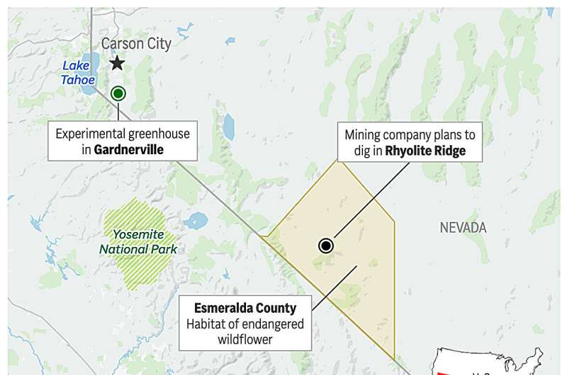 Green agendas clash in Nevada as company grows rare plant to help it survive effects of a mine