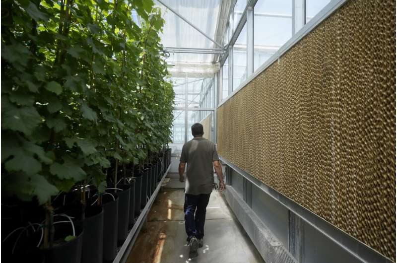 Greenhouses are becoming more popular, but there's little research on how to protect workers