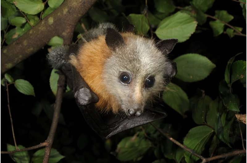 Grey-headed flying-fox population is stable—10 years of monitoring reveals this threatened species is doing well