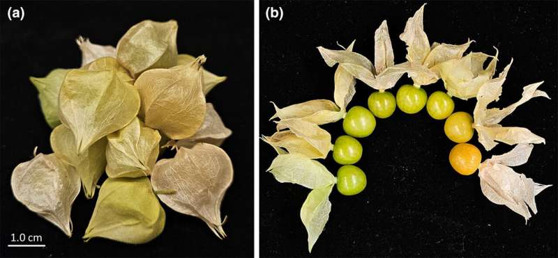 Groundcherry gets genetic upgrades: Turning a garden curiosity into an agricultural powerhouse