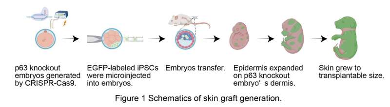 Grow the skin you're in: in vivo generation of chimeric skin grafts