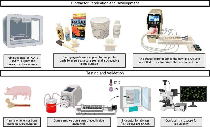 Growing 3D bone in the lab—researchers develop an automated 3D-printed bioreactor