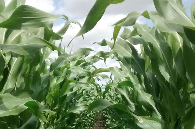 Growing key biomethane crop on peat emits 3 times more CO2 than using natural gas